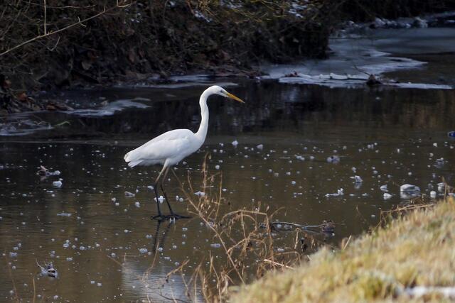 Silberreiher an der zugefrorenen Schozach bei Ilsfeld