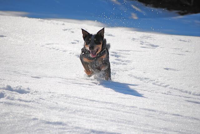 Yippieh !