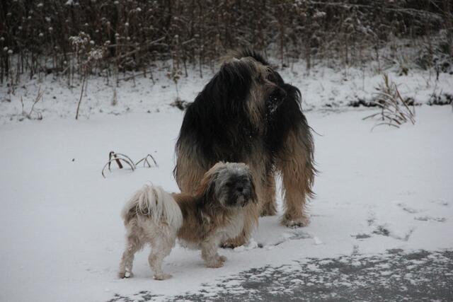 zwei dicke  Freunde Boomer und Moritz