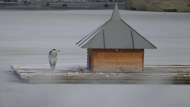 Fischreiher im Neuensteiner Schlossteich am 1.1.2017, sucht immer noch das Sylvestermenü..
