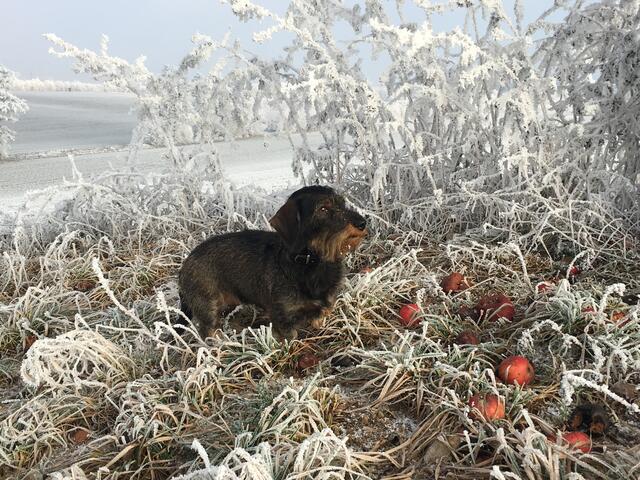 Maxi im Winterwunderland