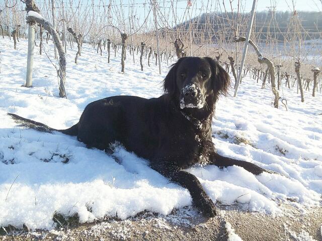 Erstmal ordentlich im Schnee gewühlt und dann in Pose gelegt