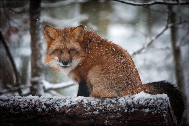 Fuchs im Tierpark Tripsdrill
