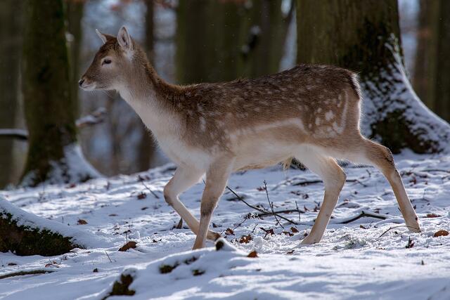 Winter im Tierpark Tripsdrill
