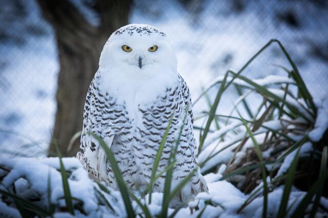 Schneeeule im Tierpark Tripsdrill