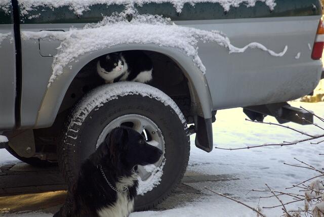 Hund und Katz
