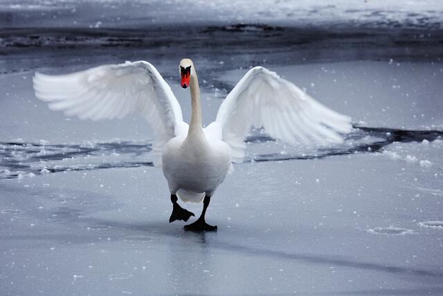 Schwan auf dem zugefrorenen Pfühlsee
