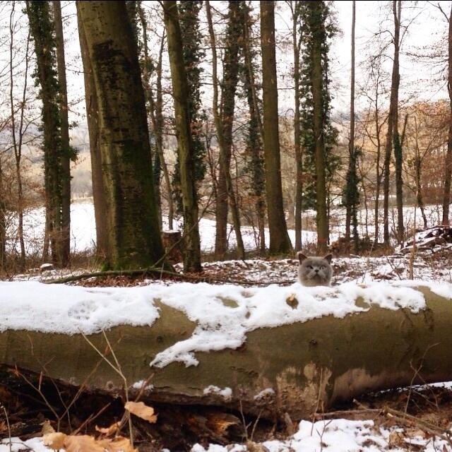 Columbus bei seiner Lieblingsbeschäftigung: aufregenden Spaziergängen durch den Wald