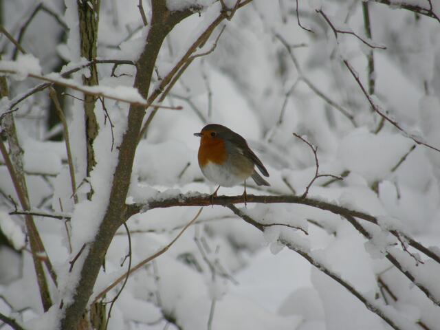 Rotkehlchen im winterlichen Kronwald (Gundelsheim)