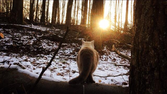 Kater Columbus in "seinem" Wald ;)