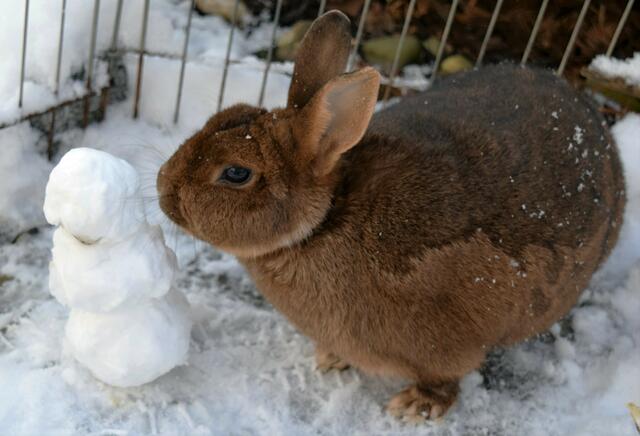 Hase spielt mit Schneemann