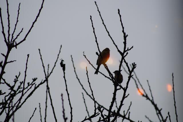 Wintersonnenvögel