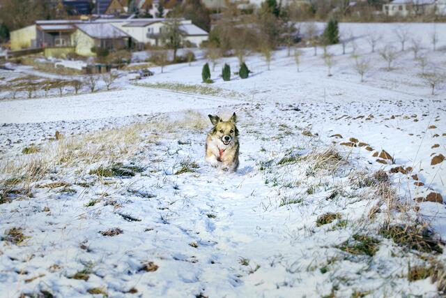 Hund im Schnee