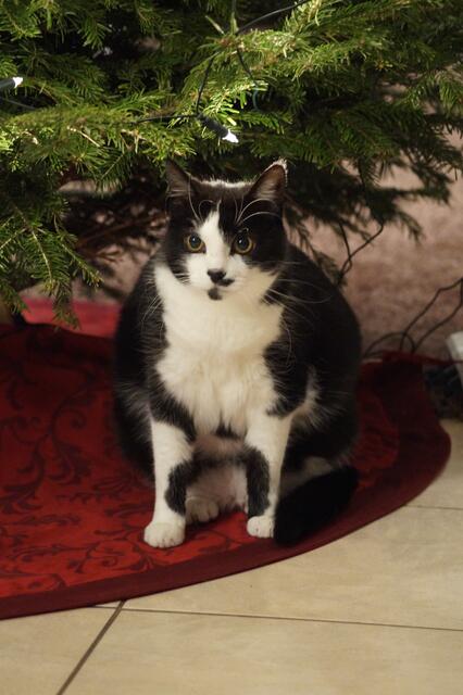 "Geschenk" unter dem Weihnachtsbaum