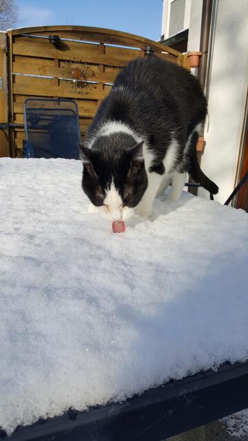 Fröhliche Eiszeit bei Caspar in Bad Friedrichshall :)
