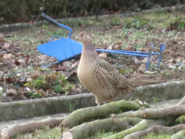Fasanenhuhn kommt seit 3 Winter in unseren Garten.  Rainer Hoßfeld