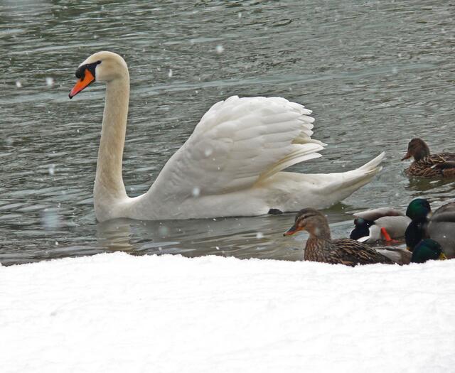 Schwan mit Entengefolge