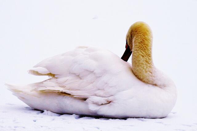 Schwan im Wertwiesenpark in Heilbronn