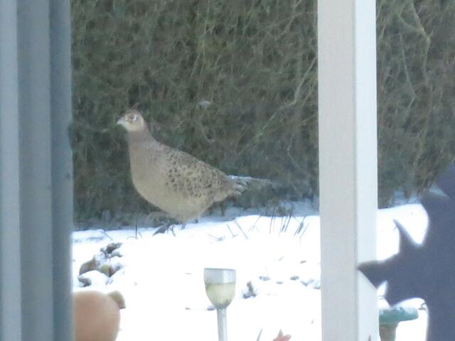 Fasanenhuhn am 05 Januar im Garten