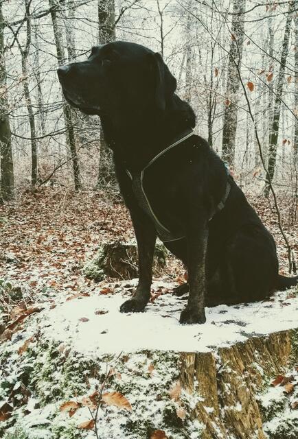 Wächter im Wald