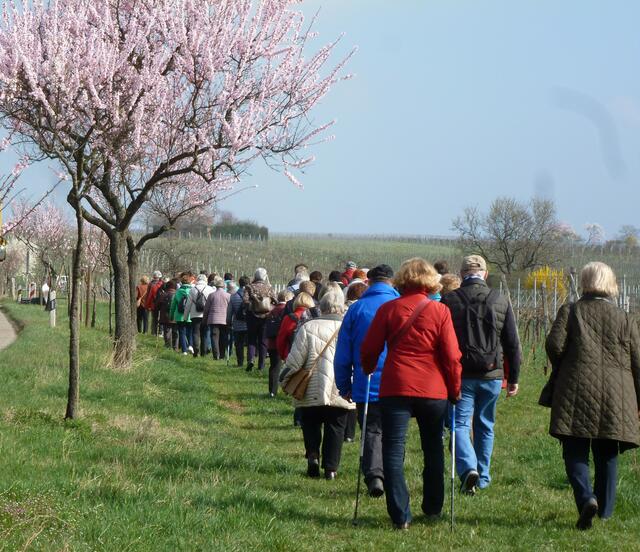 50 Kneippianer unter Mandelblüten unterwegs