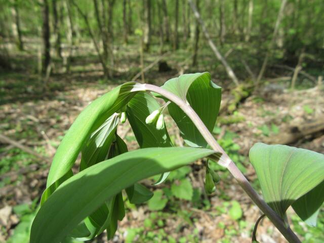 Der vielblütige Weißwurz oder Wald-Salomonsiegel soll eigentlich erst im Mai-Juni blühen. Durch die Wärme der letzten Tage ist er etwas zu früh dran.