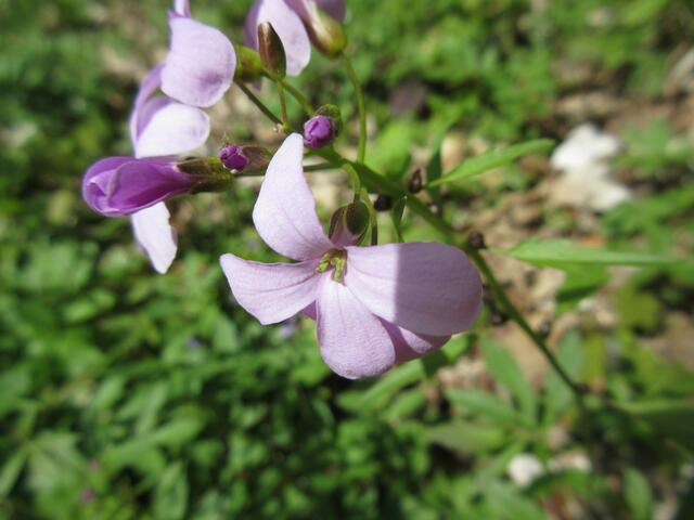 Hier handelt es sich keineswegs um Seifenkraut, sondern um Zwiebel-Zahnwurz (Cardamine bulbífera), was man deutlich an den Brutknospen erkennen kann