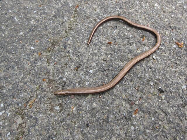 Von einigen Damen als Schlange wenig geschätzt, waren andere in der Gruppe von der kleinen Echse fasziniert.