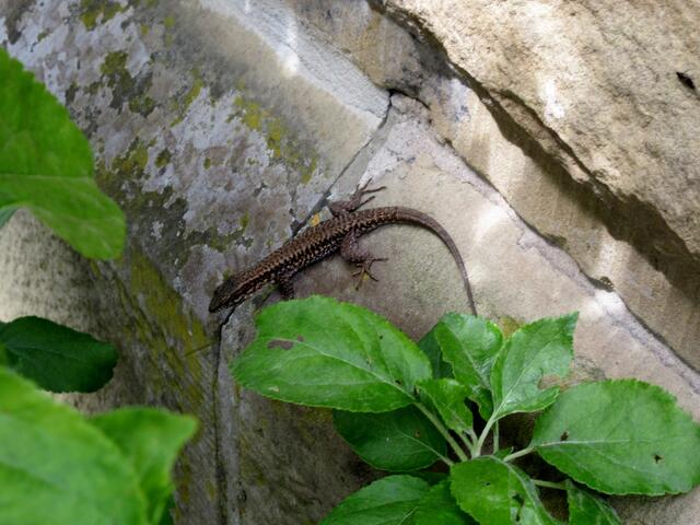 Die Eidechsen am Schweinsbergturm genossen nach den vergangenen Regentagen auch die Sonne.