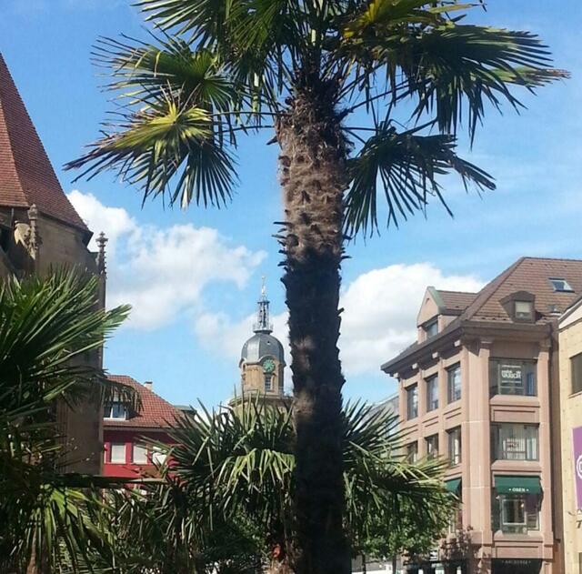 Stadtbummel unter Palmen