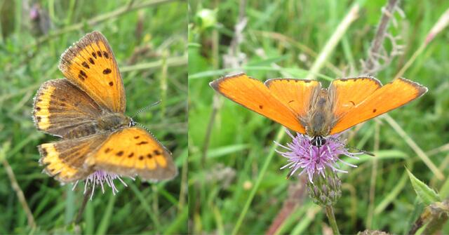Kunstwerke der Natur: Ein Paar vom Großen Feuerfalter
