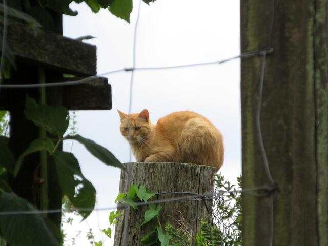 Kunst? Katze auf dem Sockel... Lebendige Skulptur