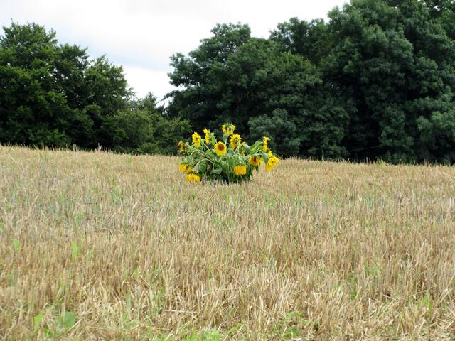 Kunst von Landwirten