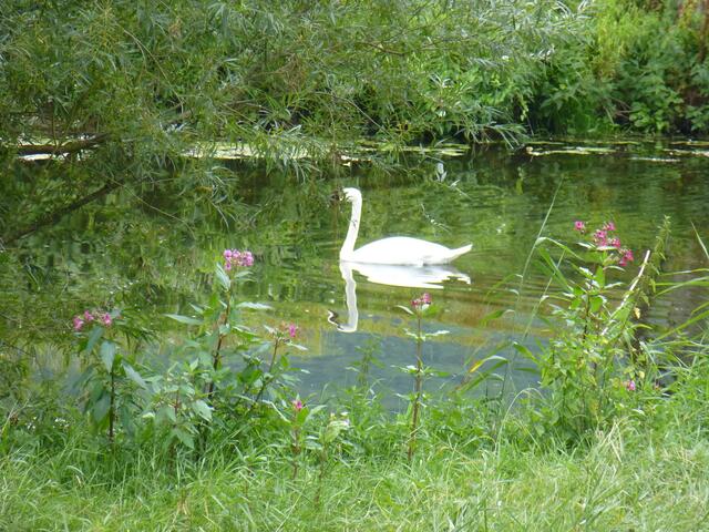 Im Sommer genieße ich die Schönheit der Natur ganz besonders - hier ein Schwan auf (und in) der Jagst