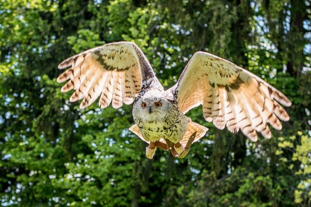Die Greifvogelanlage Am Spatzenwald in Wüstenrot ist perfekt für einen Ausflug mit der Familie.
