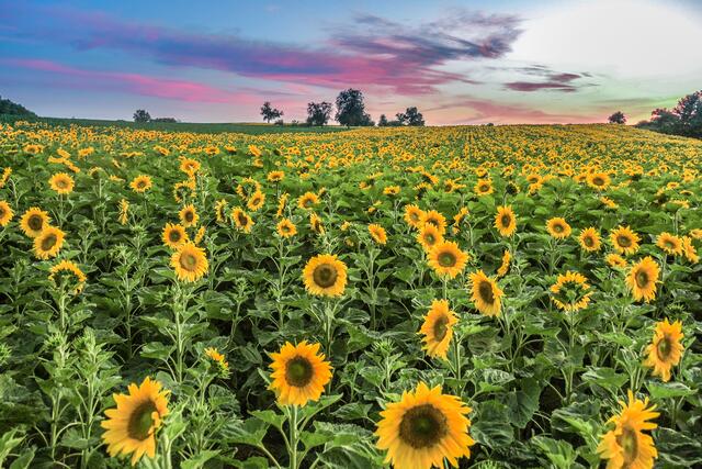 Am Stadtrand von Heilbronn gibt es viele Sonnenblumenfelder, besonders schön im Abendrot.