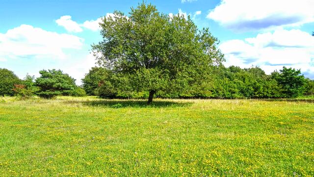 Ein Frühsommertag auf der Waldheide