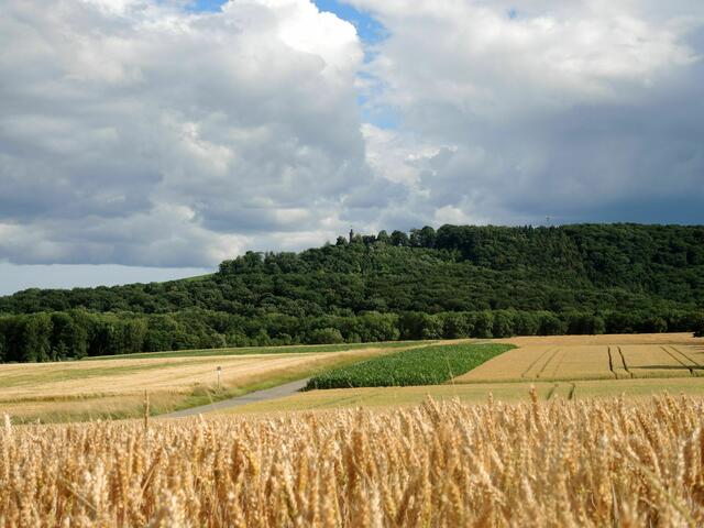 Blick auf den Heuchelberg mit Weizenfeld