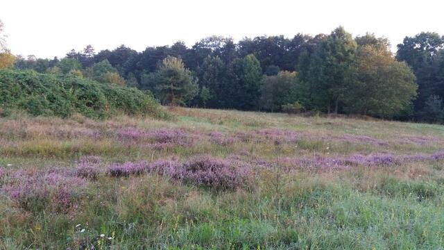 Waldheide im Spätsommergewand