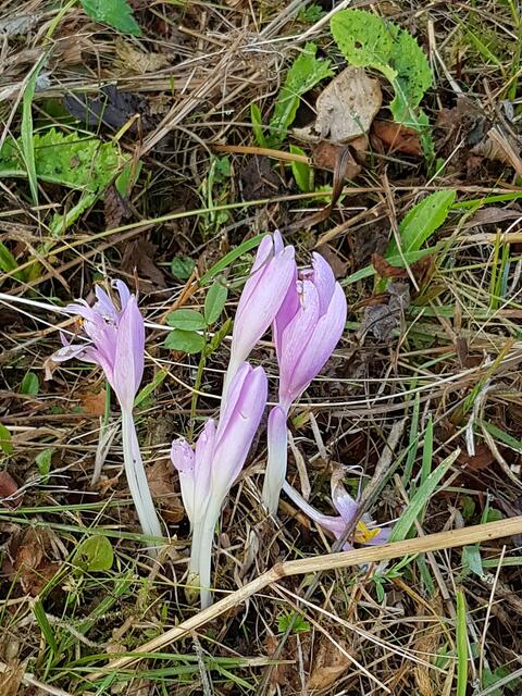 Herbstzeitlosen unterm Gras August 2017