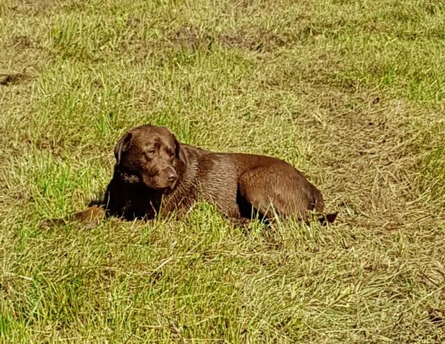 Ben der Oberaufpasser