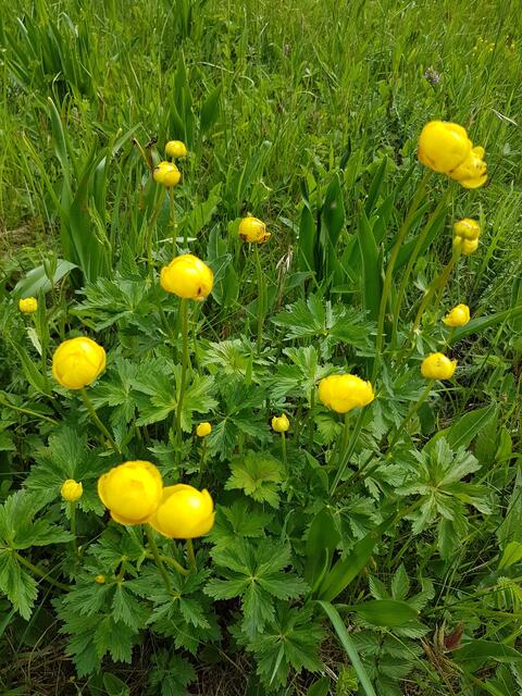 Trollblumen Mai 2017