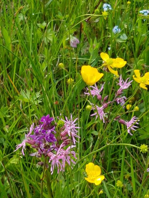 Rottalwiese im Mai 2017