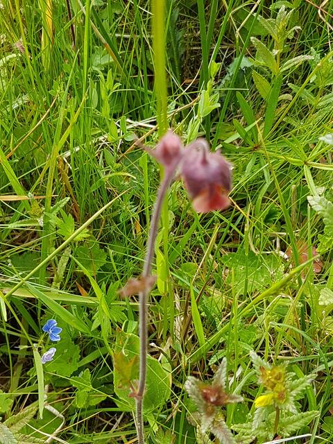 Bachnelkenwurz Mai 2017