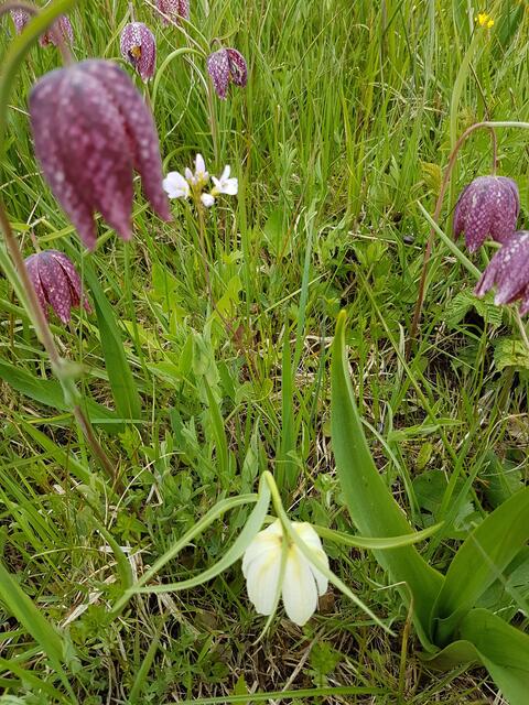 Schachblumen im Mai2017