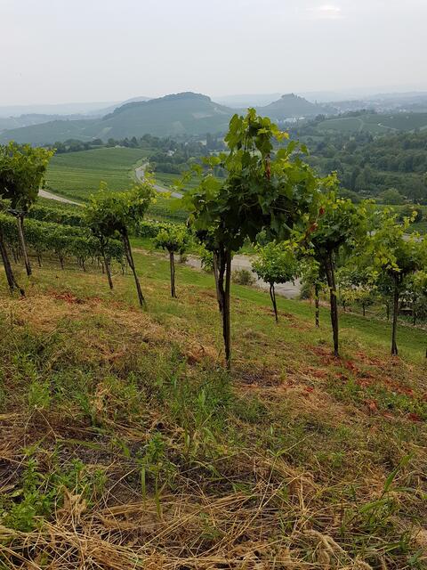 Weinreben als Stamm