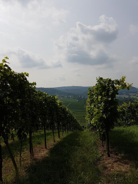 In Reih und Glied, Ansicht vom Wartberg in Richtung Schweinsberg