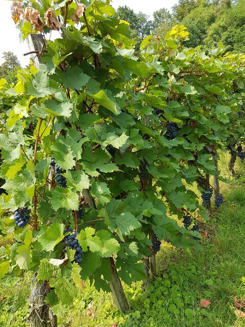 es gibt doch Wein