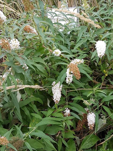 Sommerflieder Buddeleja