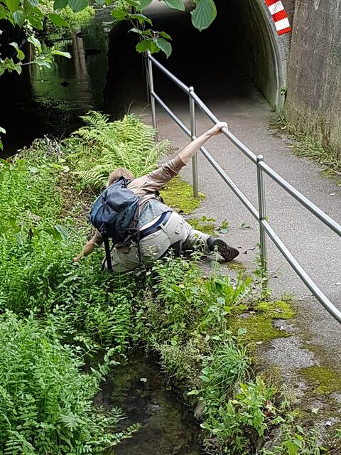auch im Bach gibt es Neophyten